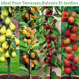 Set de 4 arbres fruitiers colonnaires (1 poirier, 1 abricotier, 1 cerisier, 1 pommier) - Livraison Offerte