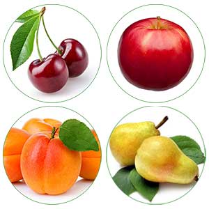 Set de 4 arbres fruitiers colonnaires (1 poirier, 1 abricotier, 1 cerisier, 1 pommier) - Livraison Offerte